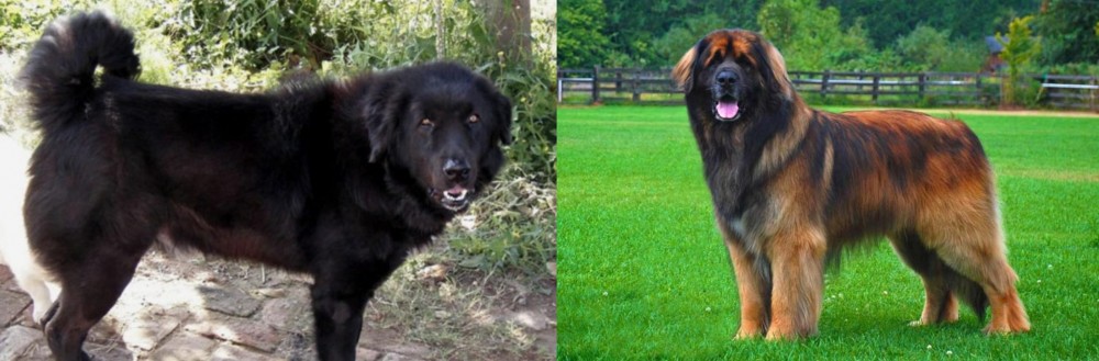 Leonberger vs Bakharwal Dog - Breed Comparison