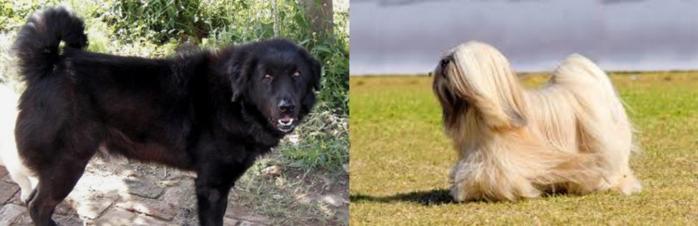 Lhasa Apso vs Bakharwal Dog - Breed Comparison