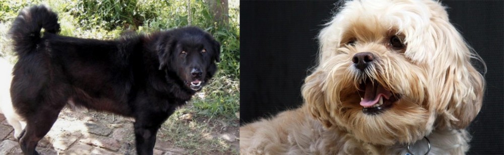 Lhasapoo vs Bakharwal Dog - Breed Comparison