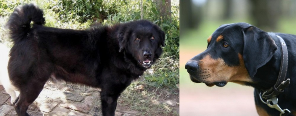 Lithuanian Hound vs Bakharwal Dog - Breed Comparison