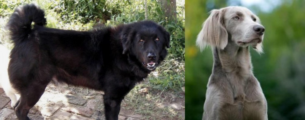 Longhaired Weimaraner vs Bakharwal Dog - Breed Comparison