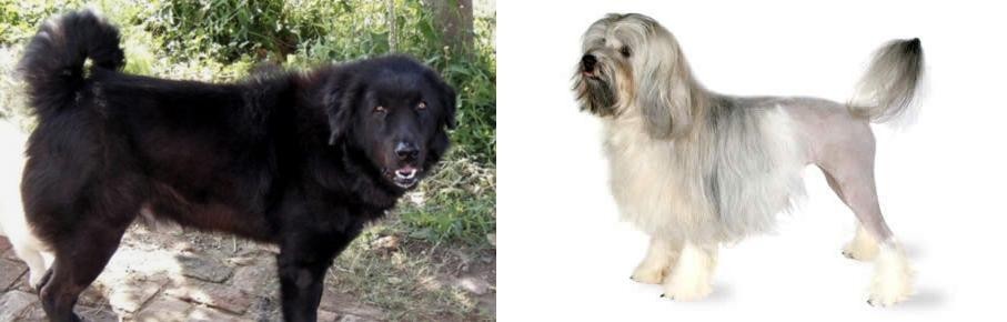 Lowchen vs Bakharwal Dog - Breed Comparison