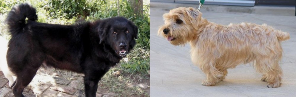 Lucas Terrier vs Bakharwal Dog - Breed Comparison