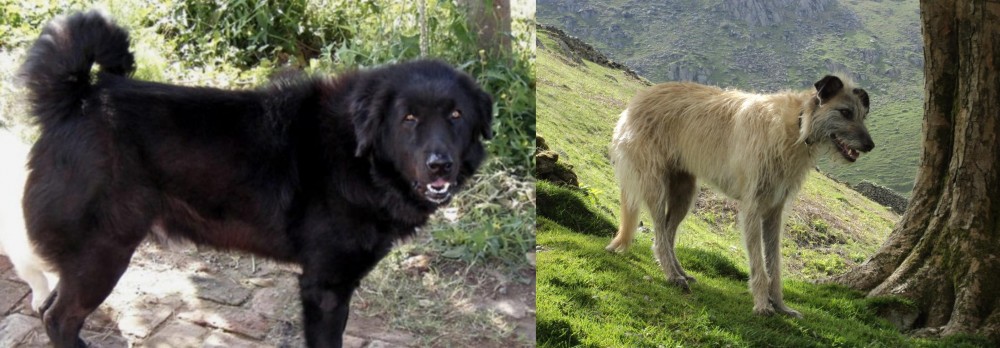 Lurcher vs Bakharwal Dog - Breed Comparison