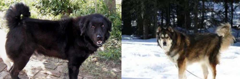 Mackenzie River Husky vs Bakharwal Dog - Breed Comparison