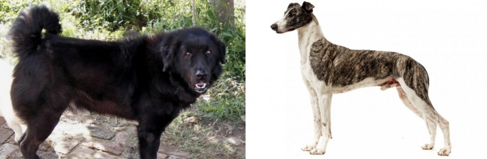 Magyar Agar vs Bakharwal Dog - Breed Comparison