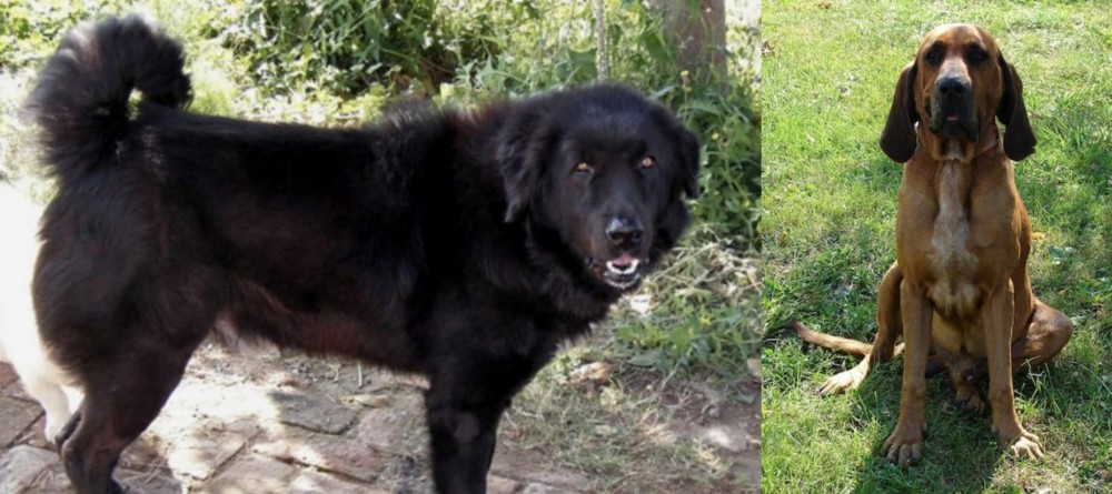 Majestic Tree Hound vs Bakharwal Dog - Breed Comparison