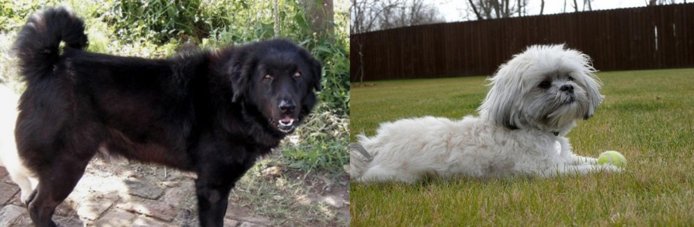Mal-Shi vs Bakharwal Dog - Breed Comparison