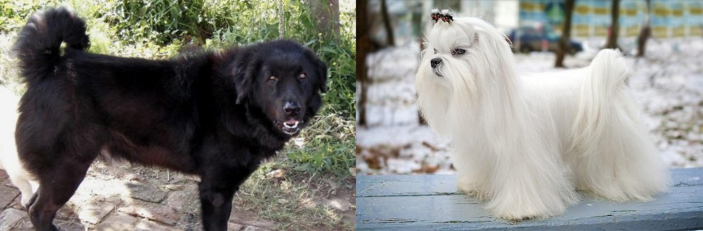 Maltese vs Bakharwal Dog - Breed Comparison