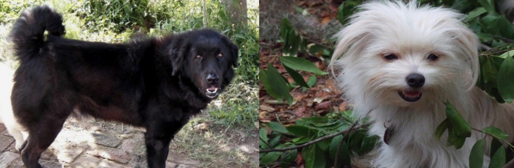 Malti-Pom vs Bakharwal Dog - Breed Comparison