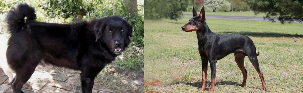 Manchester Terrier vs Bakharwal Dog - Breed Comparison