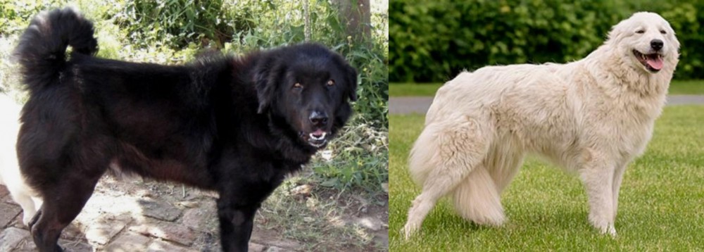 Maremma Sheepdog vs Bakharwal Dog - Breed Comparison