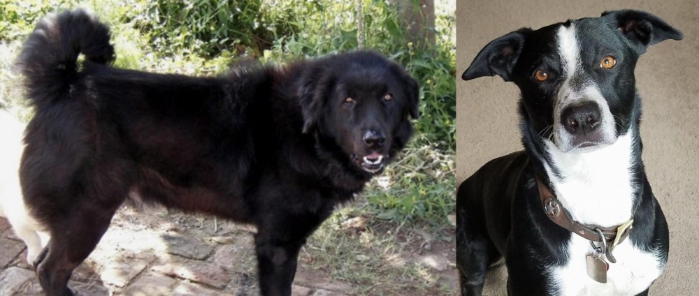 McNab vs Bakharwal Dog - Breed Comparison