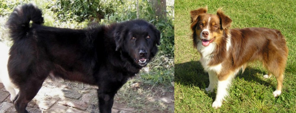 Miniature Australian Shepherd vs Bakharwal Dog - Breed Comparison