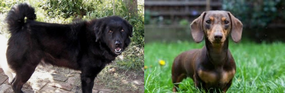 Miniature Dachshund vs Bakharwal Dog - Breed Comparison