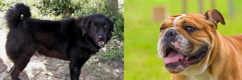Miniature English Bulldog vs Bakharwal Dog - Breed Comparison