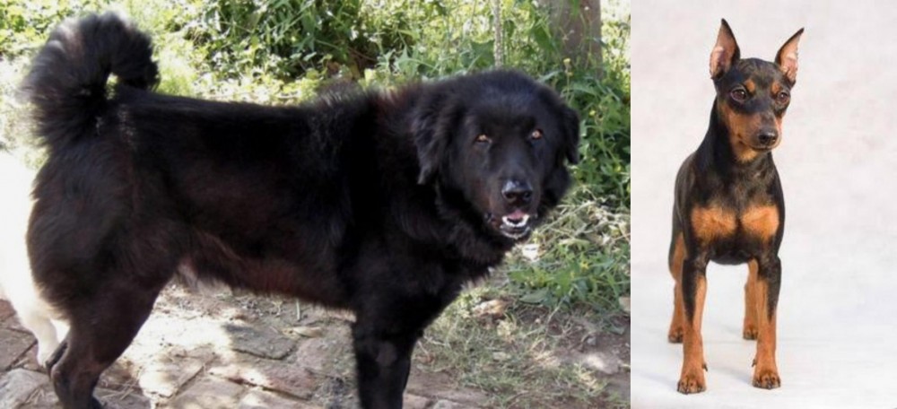 Miniature Pinscher vs Bakharwal Dog - Breed Comparison
