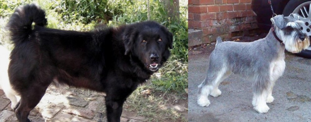 Miniature Schnauzer vs Bakharwal Dog - Breed Comparison
