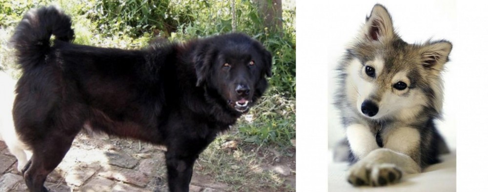 Miniature Siberian Husky vs Bakharwal Dog - Breed Comparison