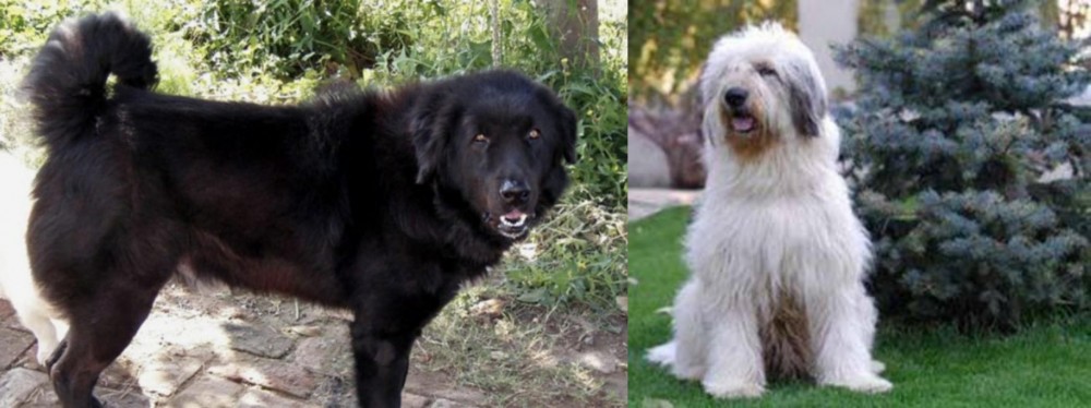Mioritic Sheepdog vs Bakharwal Dog - Breed Comparison