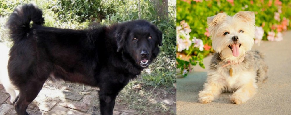 Morkie vs Bakharwal Dog - Breed Comparison