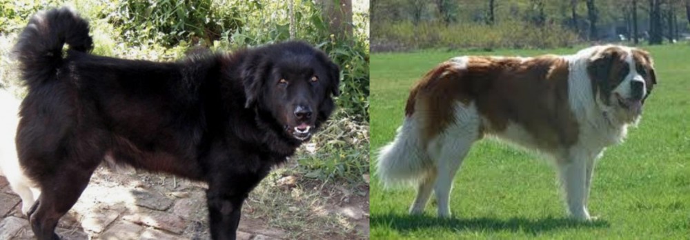 Moscow Watchdog vs Bakharwal Dog - Breed Comparison
