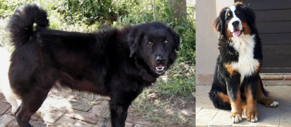 Mountain Burmese vs Bakharwal Dog - Breed Comparison