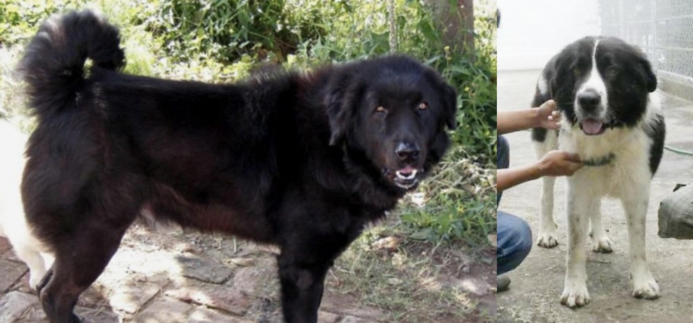 Mucuchies vs Bakharwal Dog - Breed Comparison