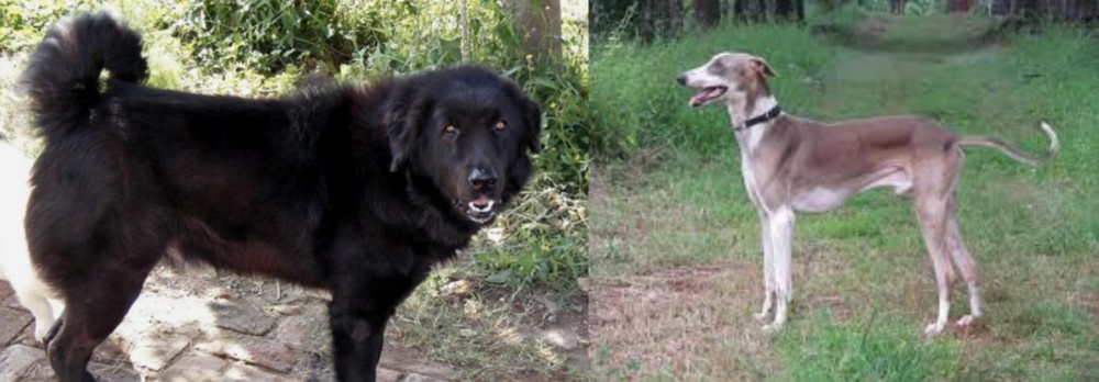 Mudhol Hound vs Bakharwal Dog - Breed Comparison