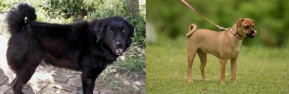Muggin vs Bakharwal Dog - Breed Comparison