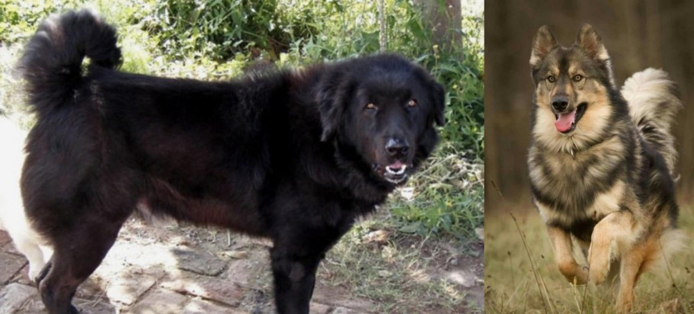 Native American Indian Dog vs Bakharwal Dog - Breed Comparison