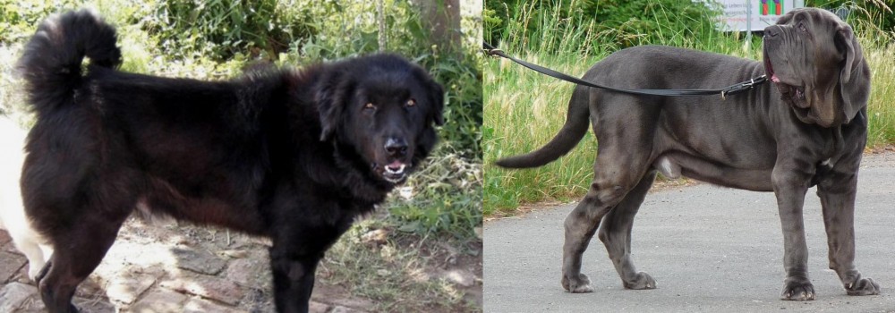 Neapolitan Mastiff vs Bakharwal Dog - Breed Comparison