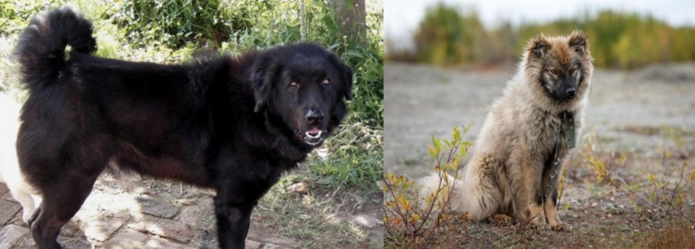 Nenets Herding Laika vs Bakharwal Dog - Breed Comparison
