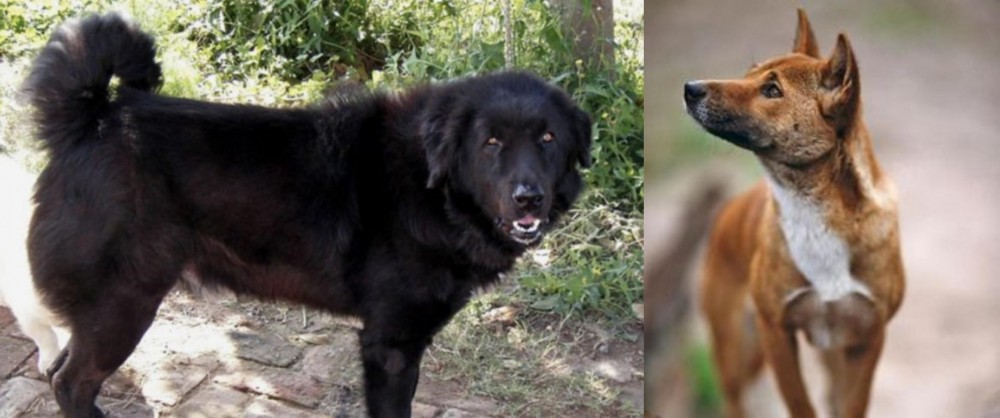 New Guinea Singing Dog vs Bakharwal Dog - Breed Comparison