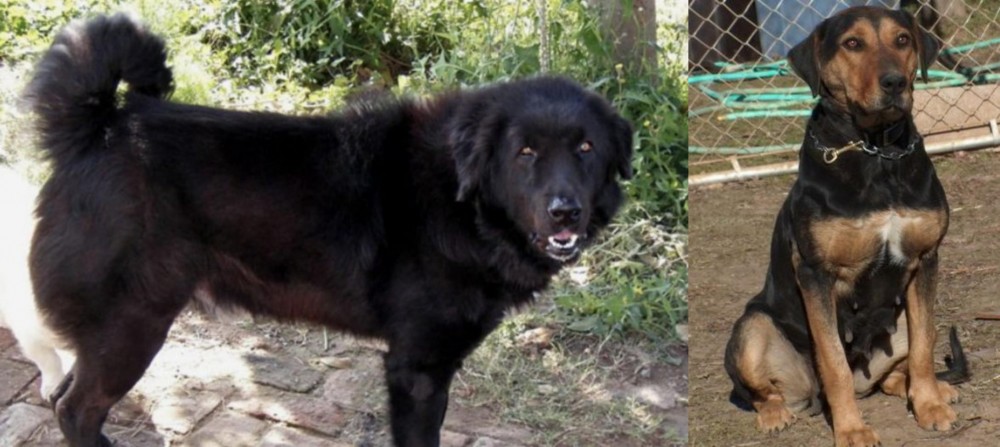New Zealand Huntaway vs Bakharwal Dog - Breed Comparison