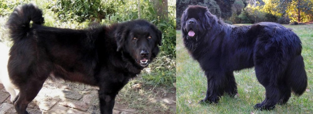 Newfoundland Dog vs Bakharwal Dog - Breed Comparison