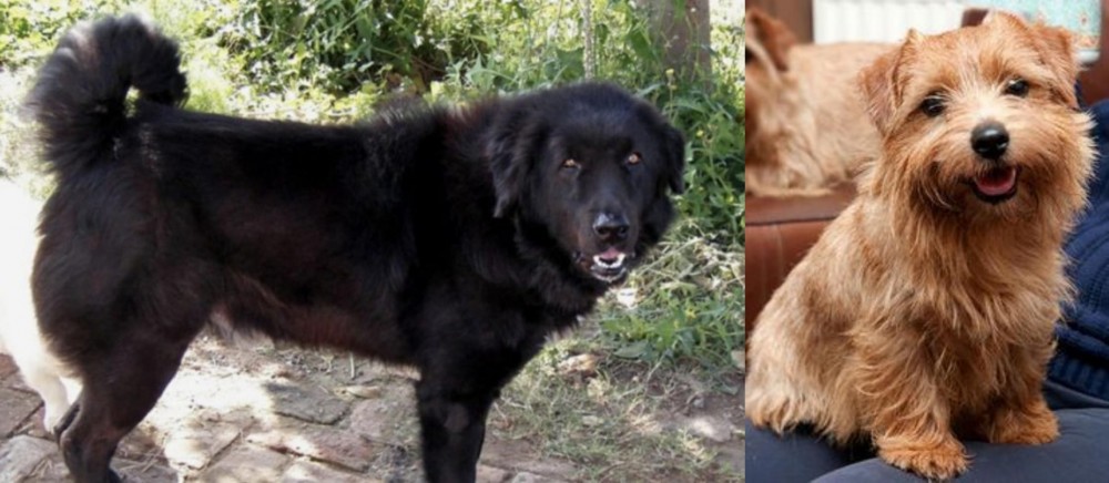 Norfolk Terrier vs Bakharwal Dog - Breed Comparison