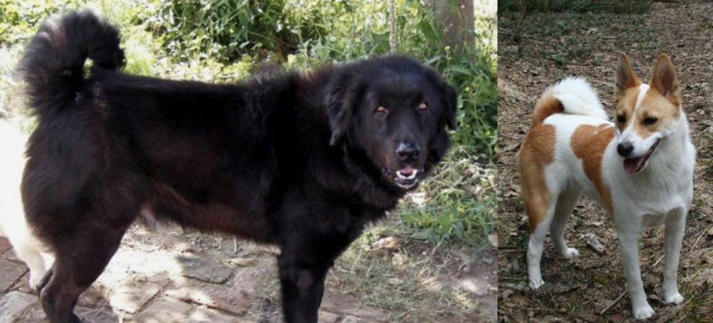 Norrbottenspets vs Bakharwal Dog - Breed Comparison