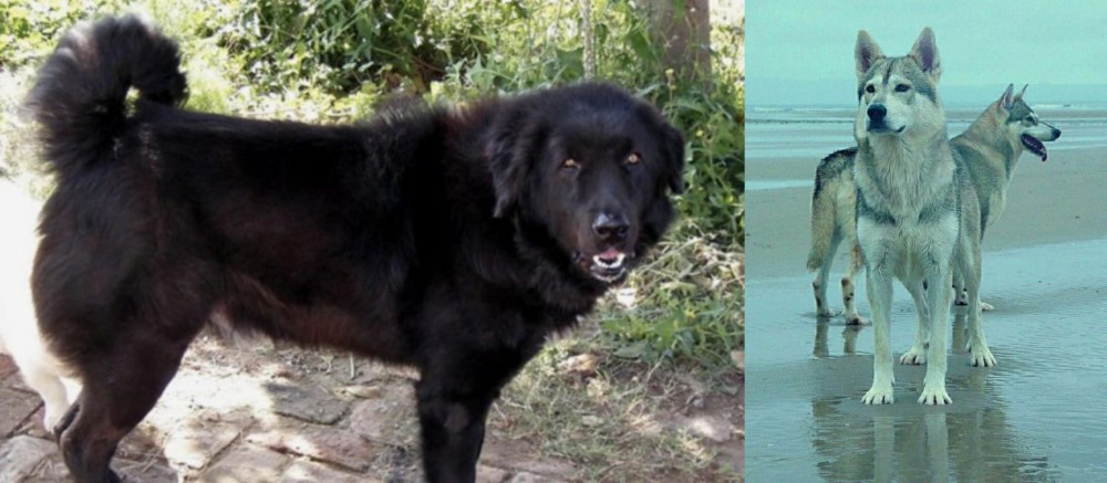 Northern Inuit Dog vs Bakharwal Dog - Breed Comparison