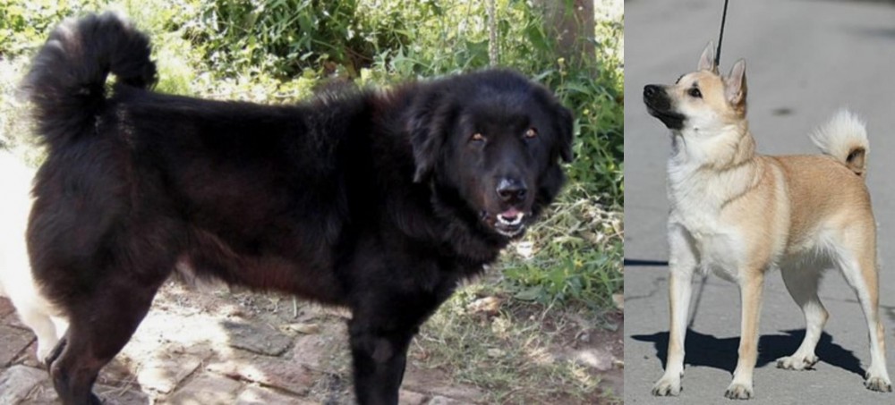 Norwegian Buhund vs Bakharwal Dog - Breed Comparison