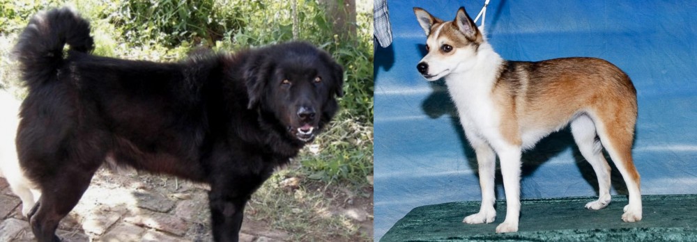 Norwegian Lundehund vs Bakharwal Dog - Breed Comparison
