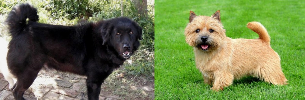 Norwich Terrier vs Bakharwal Dog - Breed Comparison