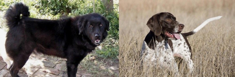 Old Danish Pointer vs Bakharwal Dog - Breed Comparison