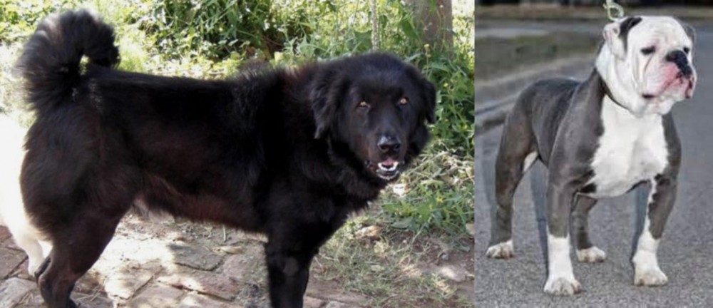Old English Bulldog vs Bakharwal Dog - Breed Comparison