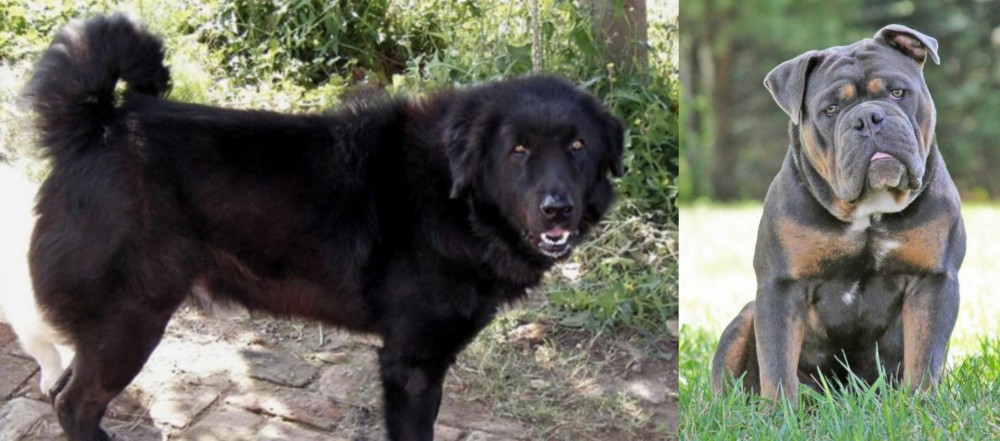 Olde English Bulldogge vs Bakharwal Dog - Breed Comparison
