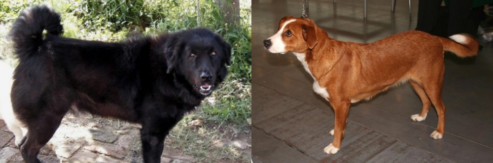 Osterreichischer Kurzhaariger Pinscher vs Bakharwal Dog - Breed Comparison