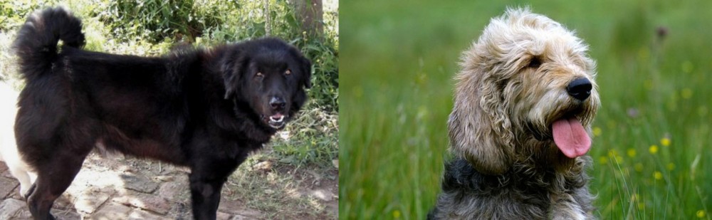 Otterhound vs Bakharwal Dog - Breed Comparison