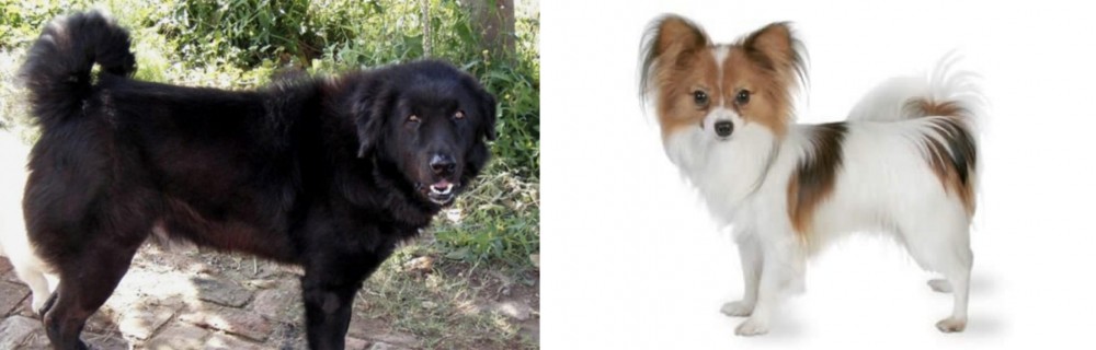 Papillon vs Bakharwal Dog - Breed Comparison