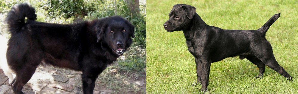 Patterdale Terrier vs Bakharwal Dog - Breed Comparison