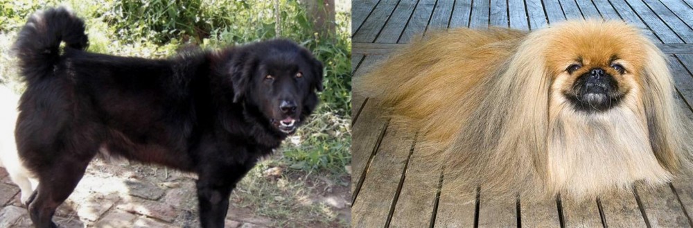 Pekingese vs Bakharwal Dog - Breed Comparison